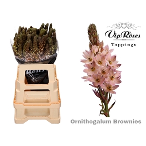 ORNIT MOUNT FUJI BROWNIES