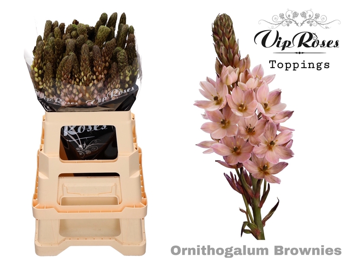 <h4>ORNIT MOUNT FUJI BROWNIES</h4>