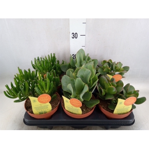 Crassula   ...mix