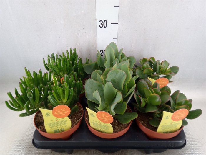 <h4>Crassula   ...mix</h4>