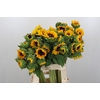 Helianthus Orange Fire