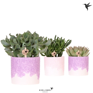 Kolibri Greens Succulenten mix in Bloom pot lila mix