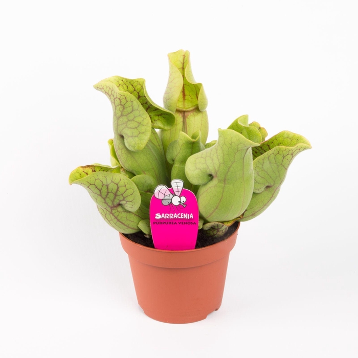 <h4>Sarracenia Purpurea Venosa</h4>