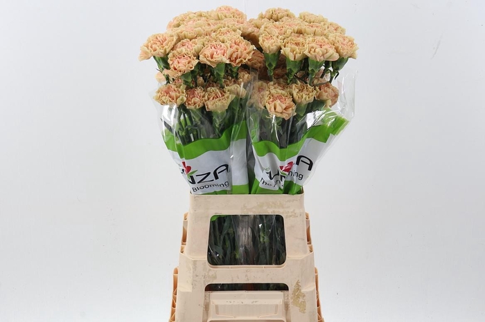 <h4>Di St Ambar</h4>