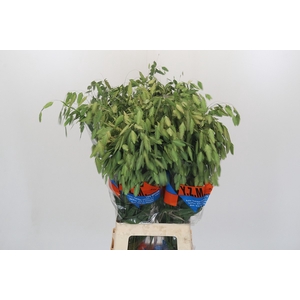 Chasmanthium latifolium 'Mantis'