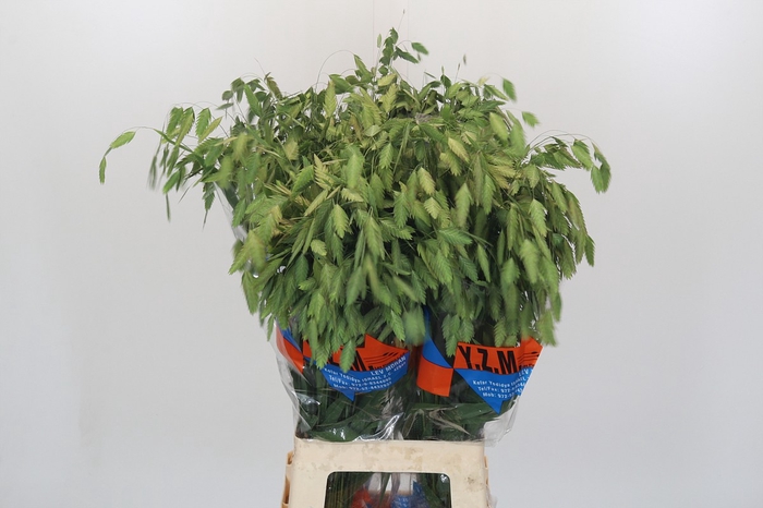 <h4>Chasmanthium latifolium 'Mantis'</h4>