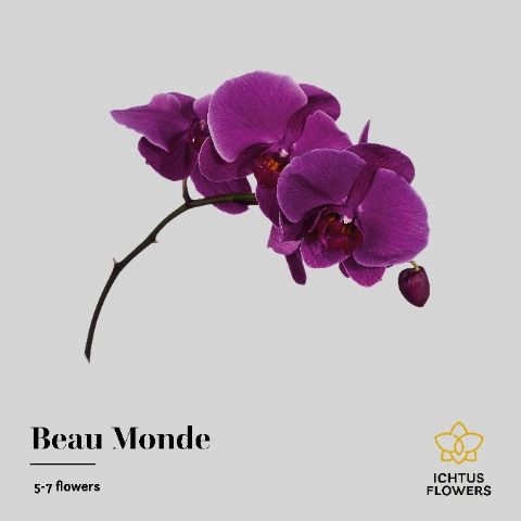 <h4>Phalaenopsis Beau Monde 5-7</h4>