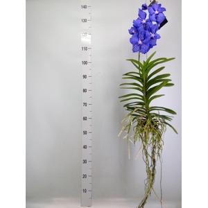 Vanda hybrids