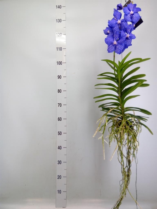 <h4>Vanda hybrids</h4>