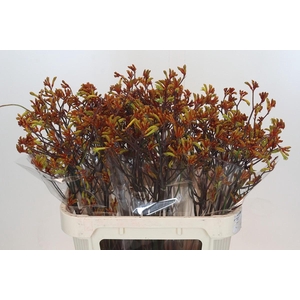 Anigozanthos Bush Sunset