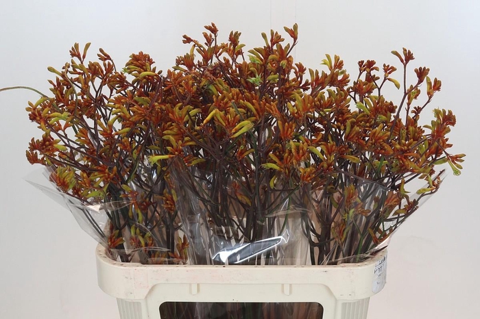 <h4>Anigozanthos Bush Sunset</h4>