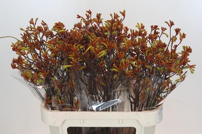 <h4>Anigozanthos Bush Sunset</h4>