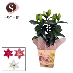 Oriental 13cm Bag BLUSH cream