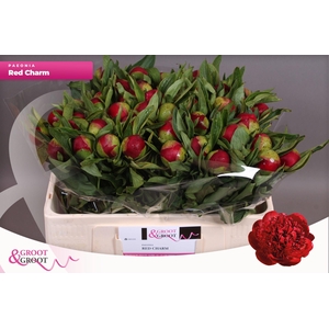 Paeonia Red Charm