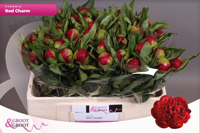 <h4>Paeonia Red Charm</h4>