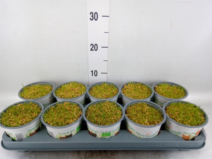 <h4>Hordeum sp.   ...kattegras zaai</h4>