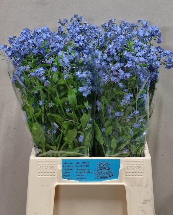 <h4>Myos Al Blue Memory</h4>