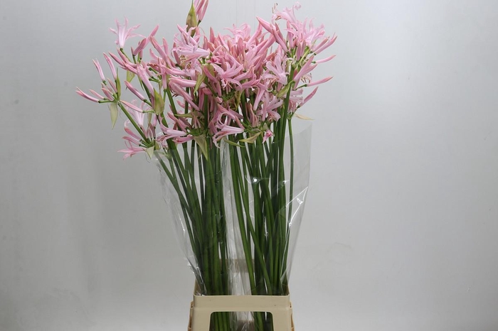 Nerine Sofie Artistiek