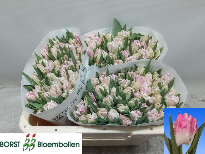 <h4>TU PA CABANNA</h4>