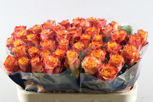 <h4>R Gr Wildfox L 70</h4>