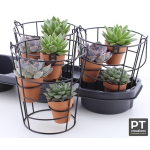 ARR SUCCULENTEN