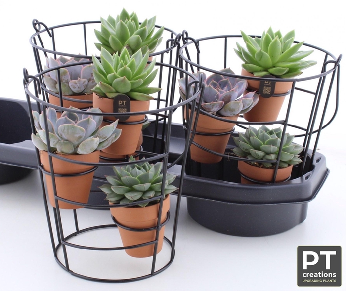 <h4>ARR SUCCULENTEN</h4>