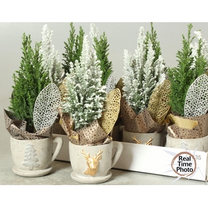 Chamaecyparis law. Ellwoodii 13Ø 30cm