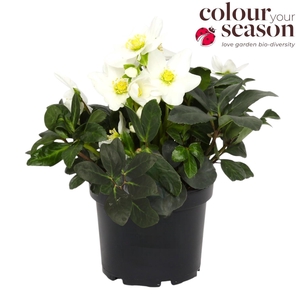 Helleborus Niger P15