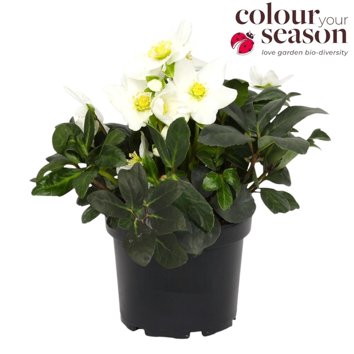 <h4>Helleborus Niger P15</h4>