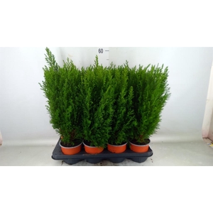 Chamaecyparis laws. 'Ellwoodii'