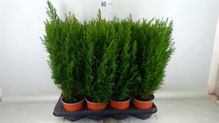 <h4>Chamaecyparis laws. 'Ellwoodii'</h4>