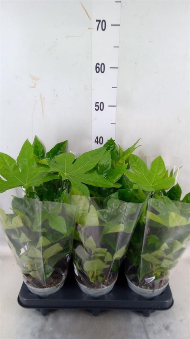 <h4>Fatsia japonica</h4>