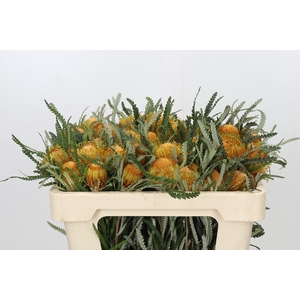 Banksia Dryandra