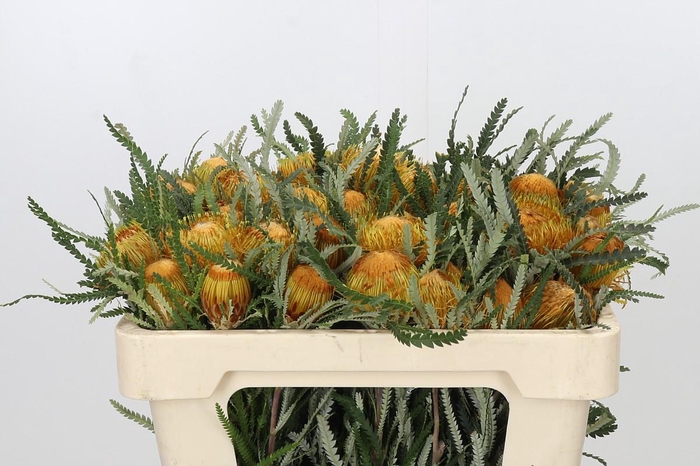 <h4>Banksia Dryandra</h4>