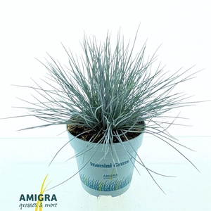 Festuca glauca 'Compacta Blue'