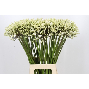 Agapanthus Barcelona
