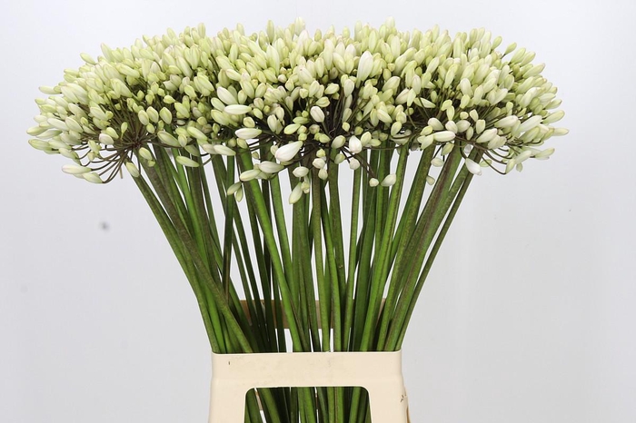 <h4>Agapanthus Barcelona</h4>
