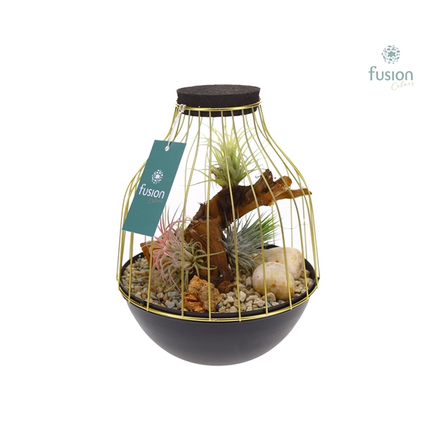 <h4>Vogelkooi metaal goudzwart Medium met Tillandsia Air Plants</h4>