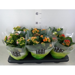 Kalanchoe blos.   ..rosebud mix  4