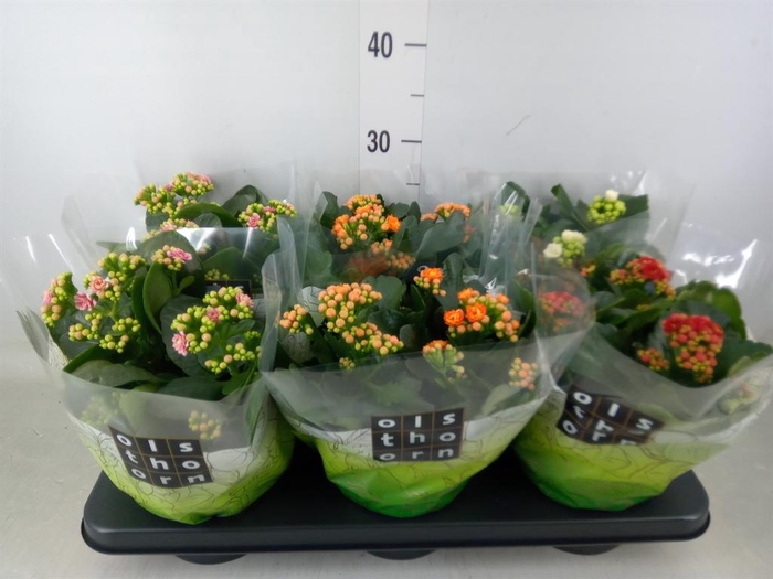 <h4>Kalanchoe blos.   ..rosebud mix  4</h4>