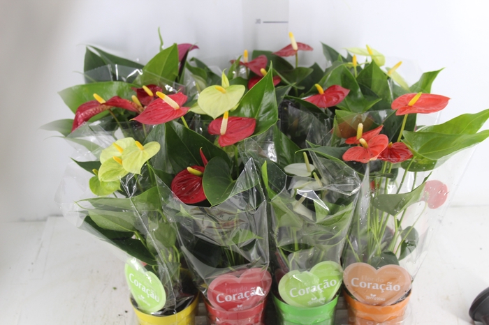 <h4>ANTHURIUM VARIADO P09</h4>