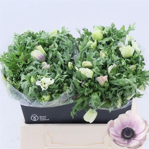 Anemone Galil Pastel