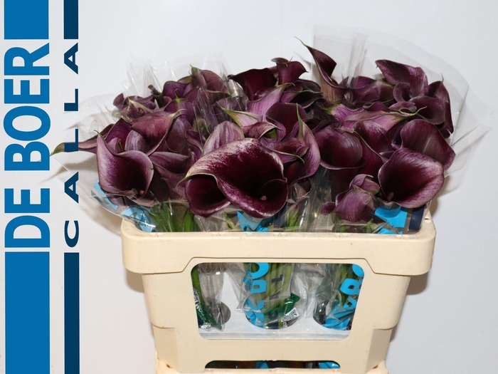 <h4>Calla Overig</h4>