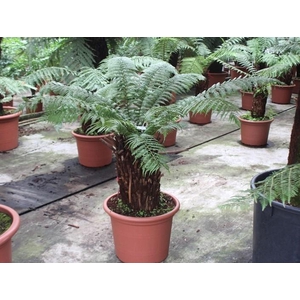 Dicksonia antarctica