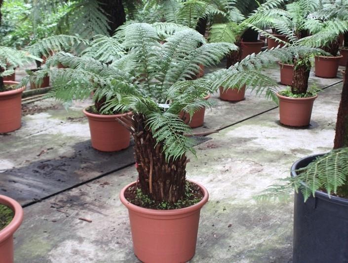 <h4>Dicksonia antarctica</h4>