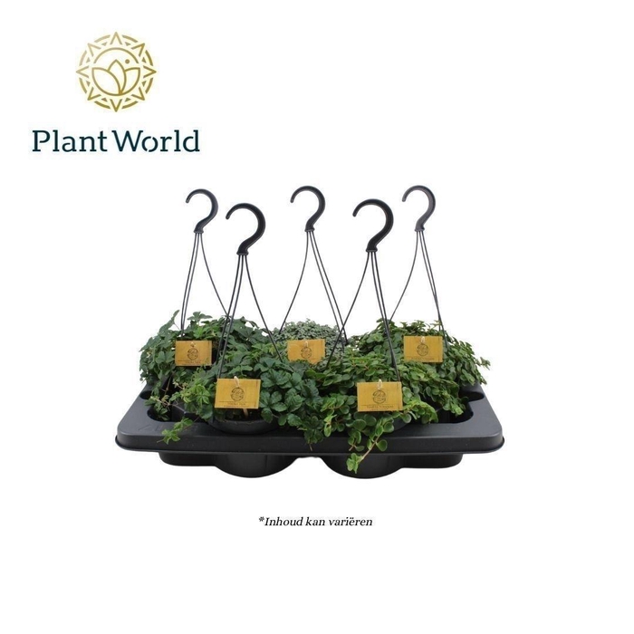 <h4>Ov Kamerplanten Gemengd</h4>