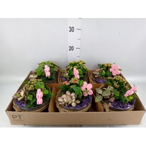 Arr.    Planten  L%