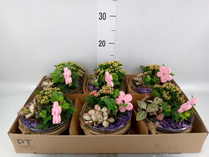 <h4>Arr.    Planten  L%</h4>