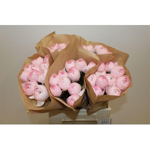 Ran Cloni Ex Lady Hanoi Pink