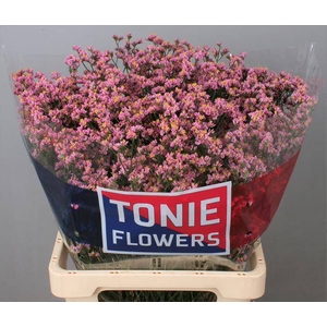 Limonium Anouchka Diamond Tonie